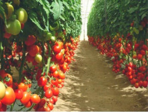 Bildergebnis für tomatoes farming